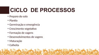 • Preparo do solo
• Plantio
• Germinação e emergência
• Crescimento vegetativo
• Formação de vagens
• Desenvolvimentos de vagens
• Maturação
• Colheita
CICLO DE PROCESSOS
 