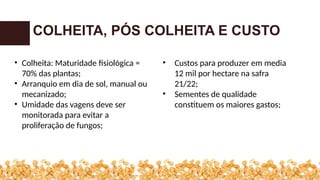 COLHEITA, PÓS COLHEITA E CUSTO
• Colheita: Maturidade fisiológica =
70% das plantas;
• Arranquio em dia de sol, manual ou
mecanizado;
• Umidade das vagens deve ser
monitorada para evitar a
proliferação de fungos;
• Custos para produzer em media
12 mil por hectare na safra
21/22;
• Sementes de qualidade
constituem os maiores gastos;
 