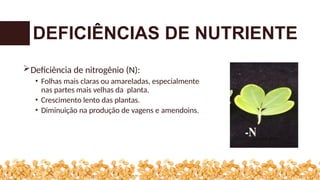 Deficiência de nitrogênio (N):
• Folhas mais claras ou amareladas, especialmente
nas partes mais velhas da planta.
• Crescimento lento das plantas.
• Diminuição na produção de vagens e amendoins.
DEFICIÊNCIAS DE NUTRIENTE
 