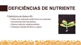 Deficiência de fósforo (P):
• Folhas com coloração verde escura ou arroxeada.
• Crescimento lento das plantas.
• Sistema radicular subdesenvolvido.
• Produção reduzida de flores e vagens.
DEFICIÊNCIAS DE NUTRIENTE
 