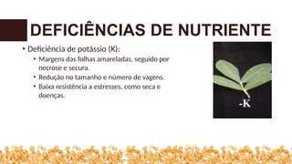 • Deficiência de potássio (K):
• Margens das folhas amareladas, seguido por
necrose e secura.
• Redução no tamanho e número de vagens.
• Baixa resistência a estresses, como seca e
doenças.
DEFICIÊNCIAS DE NUTRIENTE
 