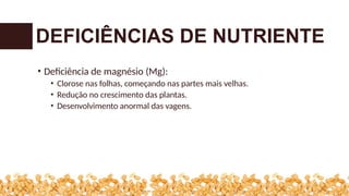 • Deficiência de magnésio (Mg):
• Clorose nas folhas, começando nas partes mais velhas.
• Redução no crescimento das plantas.
• Desenvolvimento anormal das vagens.
DEFICIÊNCIAS DE NUTRIENTE
 