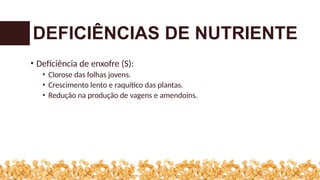 • Deficiência de enxofre (S):
• Clorose das folhas jovens.
• Crescimento lento e raquítico das plantas.
• Redução na produção de vagens e amendoins.
DEFICIÊNCIAS DE NUTRIENTE
 