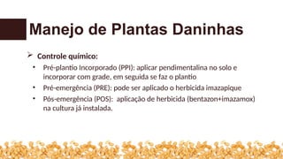  Controle químico:
• Pré-plantio Incorporado (PPI): aplicar pendimentalina no solo e
incorporar com grade, em seguida se faz o plantio
• Pré-emergência (PRE): pode ser aplicado o herbicida imazapique
• Pós-emergência (POS): aplicação de herbicida (bentazon+imazamox)
na cultura já instalada.
Manejo de Plantas Daninhas
 