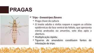 PRAGAS
 Trips - Enneotripes flavens
• Praga chave da cultura
• O inseto adulto e ninfas raspam e sugam as células
epidérmicas da face ventral do folíolo, que apresenta
estrias prateadas ou amarelas, sete dias após a
abertura.
• Multiplicação rápida;
• Tigueras de amendoim constituem fontes de
infestação de trips.
 