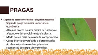  Lagarta do pescoço vermelho – Stegasta bosquella
• Segunda praga de maior importância
econômica
• Ataca os brotos do amendoim perfurando e
afetando o desenvolvimento da planta.
• Mede pouco mais de 6 mm de comprimento
• Corpo branco-esverdeado e dorso rosado;
• A cabeça é preta e os dois primeiros
segmentos do corpo são vermelhos
PRAGAS
 