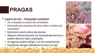  Lagarta da teia – Stylopalpia costalimai
• Só é relatada na cultura do amendoim
• Detectada por presença de teias entre as hastes do
amendoim
• Destroem a parte aérea das plantas
• Ataques intenso formam um emaranhado de teias e
podem destruir toda a plantação
• As lagartas podem atingir 2 cm de comprimento
• Constroem abrigos individuais de teias no solo
PRAGAS
 