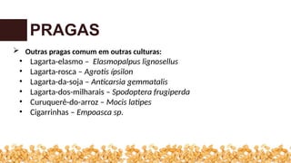 PRAGAS
 Outras pragas comum em outras culturas:
• Lagarta-elasmo – Elasmopalpus lignosellus
• Lagarta-rosca – Agrotis ípsilon
• Lagarta-da-soja – Anticarsia gemmatalis
• Lagarta-dos-milharais – Spodoptera frugiperda
• Curuquerê-do-arroz – Mocis latipes
• Cigarrinhas – Empoasca sp.
 