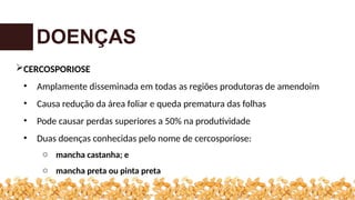 DOENÇAS
CERCOSPORIOSE
• Amplamente disseminada em todas as regiões produtoras de amendoim
• Causa redução da área foliar e queda prematura das folhas
• Pode causar perdas superiores a 50% na produtividade
• Duas doenças conhecidas pelo nome de cercosporiose:
o mancha castanha; e
o mancha preta ou pinta preta
 