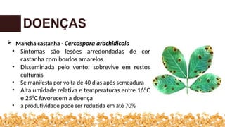 DOENÇAS
 Mancha castanha - Cercospora arachidicola
• Sintomas são lesões arredondadas de cor
castanha com bordos amarelos
• Disseminada pelo vento; sobrevive em restos
culturais
• Se manifesta por volta de 40 dias após semeadura
• Alta umidade relativa e temperaturas entre 16ºC
e 25°C favorecem a doença
• a produtividade pode ser reduzida em até 70%
 