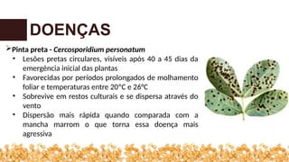 DOENÇAS
Pinta preta - Cercosporidium personatum
• Lesões pretas circulares, visíveis após 40 a 45 dias da
emergência inicial das plantas
• Favorecidas por períodos prolongados de molhamento
foliar e temperaturas entre 20ºC e 26°C
• Sobrevive em restos culturais e se dispersa através do
vento
• Dispersão mais rápida quando comparada com a
mancha marrom o que torna essa doença mais
agressiva
 