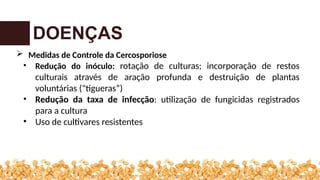 DOENÇAS
 Medidas de Controle da Cercosporiose
• Redução do inóculo: rotação de culturas; incorporação de restos
culturais através de aração profunda e destruição de plantas
voluntárias ("tigueras”)
• Redução da taxa de infecção: utilização de fungicidas registrados
para a cultura
• Uso de cultivares resistentes
 