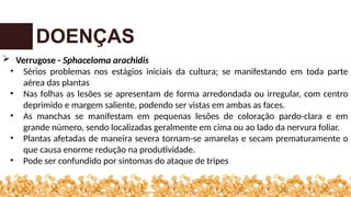 DOENÇAS
 Verrugose - Sphaceloma arachidis
• Sérios problemas nos estágios iniciais da cultura; se manifestando em toda parte
aérea das plantas
• Nas folhas as lesões se apresentam de forma arredondada ou irregular, com centro
deprimido e margem saliente, podendo ser vistas em ambas as faces.
• As manchas se manifestam em pequenas lesões de coloração pardo-clara e em
grande número, sendo localizadas geralmente em cima ou ao lado da nervura foliar.
• Plantas afetadas de maneira severa tornam-se amarelas e secam prematuramente o
que causa enorme redução na produtividade.
• Pode ser confundido por sintomas do ataque de tripes
 