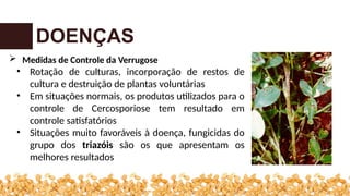 DOENÇAS
 Medidas de Controle da Verrugose
• Rotação de culturas, incorporação de restos de
cultura e destruição de plantas voluntárias
• Em situações normais, os produtos utilizados para o
controle de Cercosporiose tem resultado em
controle satisfatórios
• Situações muito favoráveis à doença, fungicidas do
grupo dos triazóis são os que apresentam os
melhores resultados
 