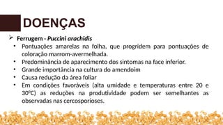 DOENÇAS
 Ferrugem - Puccini arachidis
• Pontuações amarelas na folha, que progridem para pontuações de
coloração marrom-avermelhada.
• Predominância de aparecimento dos sintomas na face inferior.
• Grande importância na cultura do amendoim
• Causa redução da área foliar
• Em condições favoráveis (alta umidade e temperaturas entre 20 e
30°C) as reduções na produtividade podem ser semelhantes as
observadas nas cercosporioses.
 