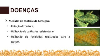 DOENÇAS
 Medidas de controle da Ferrugem
• Rotação de cultura,
• Utilização de cultivares resistentes e
• Utilização de fungicidas registrados para a
cultura.
 