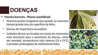DOENÇAS
 Mancha barrenta - Phoma arachidicola
• Manchas pardas irregulares que quando se conectam
tomam grande área da superfície da folha.
• Doença de importância secundária
• Cuidados devem ser levados em conta em momentos
mais favoráveis para a ocorrência da doença, como
por exemplo, temperaturas mais amenas (15 a 21°C)
e períodos prolongados de molhamento foliar.
 