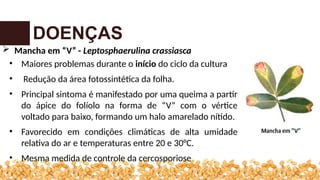 DOENÇAS
 Mancha em “V” - Leptosphaerulina crassiasca
• Maiores problemas durante o início do ciclo da cultura
• Redução da área fotossintética da folha.
• Principal sintoma é manifestado por uma queima a partir
do ápice do folíolo na forma de “V” com o vértice
voltado para baixo, formando um halo amarelado nítido.
• Favorecido em condições climáticas de alta umidade
relativa do ar e temperaturas entre 20 e 30°C.
• Mesma medida de controle da cercosporiose
 