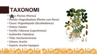 TAXONOMI
A
• Reino: Plantae (Plantas)
• Divisão: Magnoliophyta (Plantas com flores)
• Classe: Magnoliopsida (Dicotiledôneas)
• Ordem: Fabales
• Família: Fabaceae (Leguminosas)
• Subfamília: Faboideae
• Tribo: Aeschynomeneae
• Gênero: Arachis
• Espécie: Arachis hypogaea
 