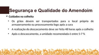 Segurança e Qualidade do Amendoim
 Cuidados na colheita
• Os grãos devem ser transportados para o local próprio de
armazenamento ou processamento logo após a cura
• A realização do descascamento deve ser feita 48 horas após a colheita
• Após o descascamento, a umidade recomendada é entre 5-7 %
 