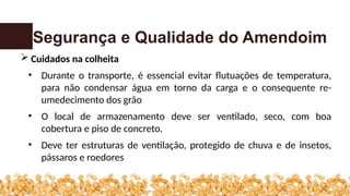 Segurança e Qualidade do Amendoim
 Cuidados na colheita
• Durante o transporte, é essencial evitar flutuações de temperatura,
para não condensar água em torno da carga e o consequente re-
umedecimento dos grão
• O local de armazenamento deve ser ventilado, seco, com boa
cobertura e piso de concreto.
• Deve ter estruturas de ventilação, protegido de chuva e de insetos,
pássaros e roedores
 