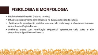 • Hábitos de crescimento: Ereto ou rasteiro;
• O habito de crescimento tem influencia na duração do ciclo da cultura;
• Cultivares de crescimento rasteiro tem um ciclo mais longo e são comercialmente
denominadas Virginia Runner;
• Cultivares eretas com ramificação sequencial apresentam ciclo curto e são
denominadas Spanish e ou Valencia
FISIOLOGIA E MORFOLOGIA
 
