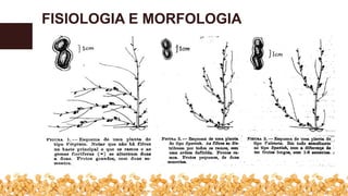 FISIOLOGIA E MORFOLOGIA
 