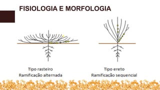 FISIOLOGIA E MORFOLOGIA
 