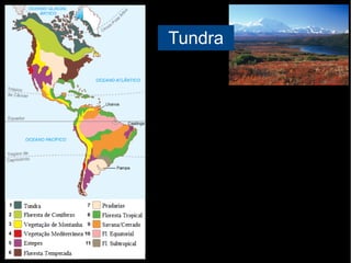 Tundra
 