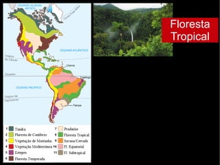 Floresta
Tropical
 
