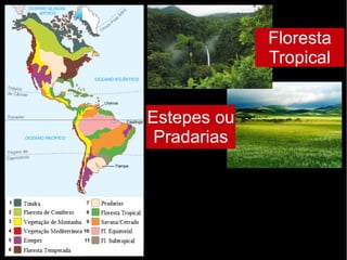 Floresta
Tropical
Estepes ou
Pradarias
 