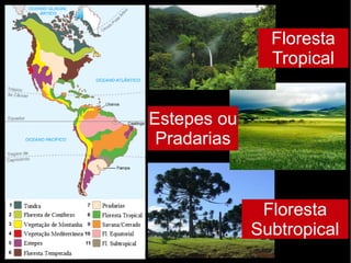 Floresta
Subtropical
Floresta
Tropical
Estepes ou
Pradarias
 