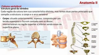Giselle de PaulaGiselle de Paula
Anatomia II
Estrutura geral da vértebra
Cada região da coluna tem sua característica distinta, mas temos duas partes principais que
compõe a estrutura: o corpo e o arco vertebral
Coluna vertebral
Corpo: situado anteriormente, espessa, composta por um
tecido esponjoso e fica em contado com os discos
intervertebrais na região superior e inferior sendo essas de
superfície plana.
 