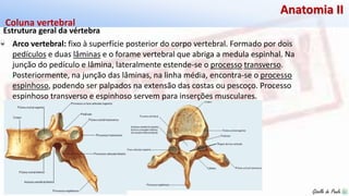 Giselle de PaulaGiselle de Paula
Anatomia II
Estrutura geral da vértebra
Coluna vertebral
Arco vertebral: fixo à superfície posterior do corpo vertebral. Formado por dois
pedículos e duas lâminas e o forame vertebral que abriga a medula espinhal. Na
junção do pedículo e lâmina, lateralmente estende-se o processo transverso.
Posteriormente, na junção das lâminas, na linha média, encontra-se o processo
espinhoso, podendo ser palpados na extensão das costas ou pescoço. Processo
espinhoso transverso e espinhoso servem para inserções musculares.
 