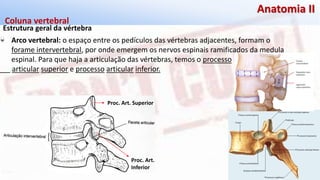 Giselle de PaulaGiselle de Paula
Anatomia II
Estrutura geral da vértebra
Coluna vertebral
Arco vertebral: o espaço entre os pedículos das vértebras adjacentes, formam o
forame intervertebral, por onde emergem os nervos espinais ramificados da medula
espinal. Para que haja a articulação das vértebras, temos o processo
articular superior e processo articular inferior.
Proc. Art. Superior
Proc. Art.
Inferior
 