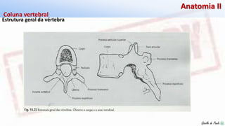 Giselle de PaulaGiselle de Paula
Anatomia II
Estrutura geral da vértebra
Coluna vertebral
 