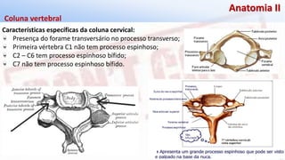 Giselle de PaulaGiselle de Paula
Anatomia II
Coluna vertebral
Características específicas da coluna cervical:
Presença do forame transversário no processo transverso;
Primeira vértebra C1 não tem processo espinhoso;
C2 – C6 tem processo espinhoso bífido;
C7 não tem processo espinhoso bífido.
 