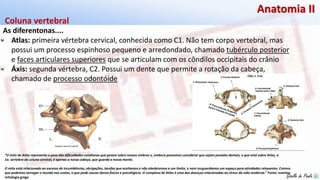 Giselle de PaulaGiselle de Paula
Anatomia II
As diferentonas....
Coluna vertebral
Atlas: primeira vértebra cervical, conhecida como C1. Não tem corpo vertebral, mas
possui um processo espinhoso pequeno e arredondado, chamado tubérculo posterior
e faces articulares superiores que se articulam com os côndilos occipitais do crânio
Áxis: segunda vértebra, C2. Possui um dente que permite a rotação da cabeça,
chamado de processo odontóide
“O mito de Atlas representa o peso das dificuldades cotidianas que pesam sobre nossos ombros e, embora possamos considerar que sejam pesados demais, o que está sobre Atlas, a
1a. vertebra da coluna cervical, é apenas a nossa cabeça, que guarda a nossa mente.
O mito está relacionado ao excesso de incumbências, obrigações, tarefas que aceitamos e não obedecemos a um limite, e nem resguardamos um espaço para atividades relaxantes. Cremos
que podemos carregar o mundo nas costas, o que pode causar danos físicos e psicológicos. O complexo de Atlas é uma das doenças relacionadas ao stress da vida moderna.” Fonte: eventos
mitologia grega
 