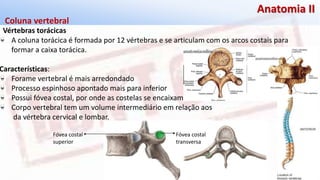 Giselle de PaulaGiselle de Paula
Anatomia II
Vértebras torácicas
Coluna vertebral
A coluna torácica é formada por 12 vértebras e se articulam com os arcos costais para
formar a caixa torácica.
Características:
Forame vertebral é mais arredondado
Processo espinhoso apontado mais para inferior
Possui fóvea costal, por onde as costelas se encaixam
Corpo vertebral tem um volume intermediário em relação aos
da vértebra cervical e lombar.
Fóvea costal
transversa
Fóvea costal
superior
 