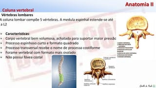 Giselle de PaulaGiselle de Paula
Anatomia II
Vértebras lombares
Coluna vertebral
A coluna lombar compõe 5 vértebras. A medula espinhal estende-se até
a L2
Características:
Corpo vertebral bem volumosa, achatada para suportar maior pressão
Processo espinhoso curto e formato quadrado
Processo transversal recebe o nome de processo costiforme
Forame vertebral com formato mais ovalado
Não possui fóvea costal
 