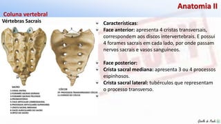 Giselle de PaulaGiselle de Paula
Anatomia II
Vértebras Sacrais
Coluna vertebral
Características:
Face anterior: apresenta 4 cristas transversais,
correspondem aos discos intervertebrais. E possui
4 forames sacrais em cada lado, por onde passam
nervos sacrais e vasos sanguíneos.
Face posterior:
Crista sacral mediana: apresenta 3 ou 4 processos
espinhosos.
Crista sacral lateral: tubérculos que representam
o processo transverso.
 