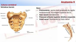Giselle de PaulaGiselle de Paula
Anatomia II
Vértebras Sacrais
Coluna vertebral
Base:
Promontório: ponto mais projetado da região
lombrossacral, na margem superior da S1.
Asas sacrais lateralmente
Processo articular superior direito e esquerdo
Canal sacral finalizando no hiato sacral
 