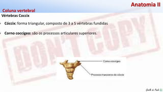 Giselle de PaulaGiselle de Paula
Anatomia II
Vértebras Coccix
Coluna vertebral
Cóccix: forma triangular, composto de 3 a 5 vértebras fundidas
Corno coccígeo: são os processos articulares superiores.
 