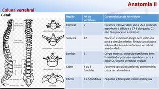 Giselle de PaulaGiselle de Paula
Anatomia II
Geral:
Coluna vertebral
Região Nº de
vértebras
Características de identidade
Cervical 7 Forames transversário; até a C6 o processo
espinhoso é bífido e a C7 é alongado; C1
não tem processo espinhoso
Torácica 12 Processo espinhoso longo bem inclinado
para a direção inferior; fóveas costais para
articulação da costela; forame vertebral
arredondado
Lombar 5 Corpo espesso, processo costiforme bem
lateralizado, processo espinhoso curto e
espesso, forame vertebral ovalado
Sacro 4 ou 5
fundidas
Forames sacrais posteriores; promontório;
crista sacral mediana
Cóccix 3 a 5 fundidas Pequeno e triangular, cornos coccígeos
 