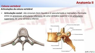 Giselle de PaulaGiselle de Paula
Anatomia II
Articulações da coluna vertebral
Coluna vertebral
Articulação costal: são sinoviais (tem líquido e é vascularizada e inervada) e formada
entre os processos articulares inferiores de uma vértebra superior e os articulares
superiores de uma vértebra inferior.
 