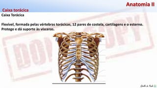 Giselle de PaulaGiselle de Paula
Anatomia II
Caixa Torácica
Flexível, formada pelas vértebras torácicas, 12 pares de costela, cartilagens e o esterno.
Protege e dá suporte às vísceras.
Caixa torácica
 