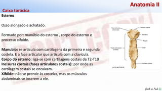 Giselle de PaulaGiselle de Paula
Anatomia II
Esterno
Osso alongado e achatado.
Formado por: manúbio do esterno , corpo do esterno e
processo xifoide.
Manubio: se articula com cartilagens da primeira e segunda
costela. E a face articular que articula com a clavícula.
Corpo do esterno: liga-se com cartilagens costais da T2-T10
Incisuras costais (fases articulares costais): por onde as
cartilagem costais se encaixam.
Xifóide: não se prende às costelas, mas os músculos
abdominais se inserem a ele.
Caixa torácica
 
