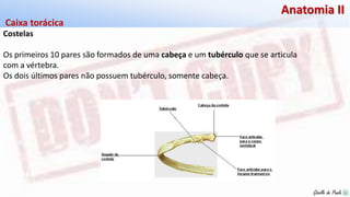 Giselle de PaulaGiselle de Paula
Anatomia II
Costelas
Os primeiros 10 pares são formados de uma cabeça e um tubérculo que se articula
com a vértebra.
Os dois últimos pares não possuem tubérculo, somente cabeça.
Caixa torácica
 