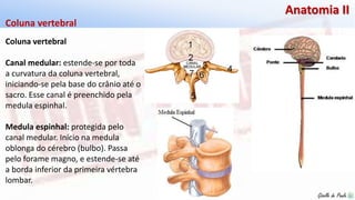 Giselle de PaulaGiselle de Paula
Anatomia II
Coluna vertebral
Canal medular: estende-se por toda
a curvatura da coluna vertebral,
iniciando-se pela base do crânio até o
sacro. Esse canal é preenchido pela
medula espinhal.
Medula espinhal: protegida pelo
canal medular. Início na medula
oblonga do cérebro (bulbo). Passa
pelo forame magno, e estende-se até
a borda inferior da primeira vértebra
lombar.
Coluna vertebral
 