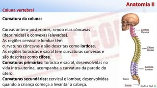 Giselle de PaulaGiselle de Paula
Anatomia II
Curvatura da coluna:
Curvas antero-posteriores, sendo elas côncavas
(deprimidas) e convexas (elevadas).
As regiões cervical e lombar têm
curvaturas côncavas e são descritas como lordose.
As regiões torácicas e sacral tem curvaturas convexas e
são descritas como cifose.
Curvaturas primárias: torácica e sacral, desenvolvidas na
vida intra-uterina, acompanha a curvatura da parede do
útero.
Curvaturas secundárias: cervical e lombar, desenvolvidas
quando a criança começa a levantar a cabeça.
Coluna vertebral
 
